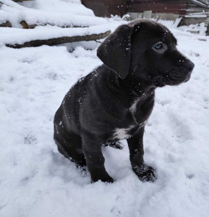 Продам цуценят кане корсо