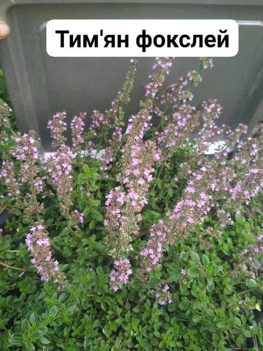 Тим'ян 4 вида. Чабер. Пряні трави. Саджвнці