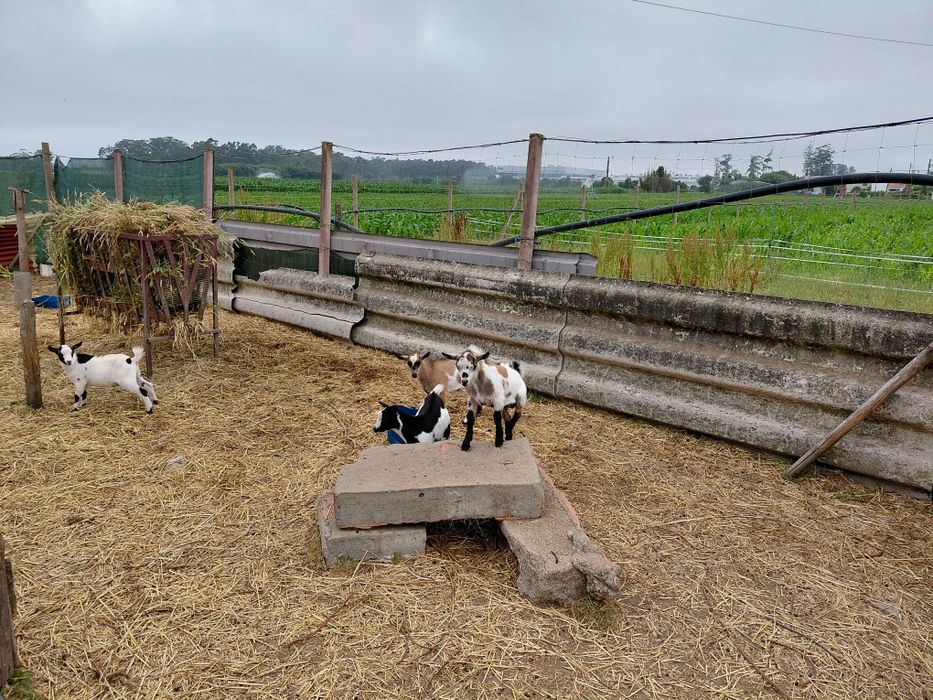 PROMOÇÃO de Cabras Anas