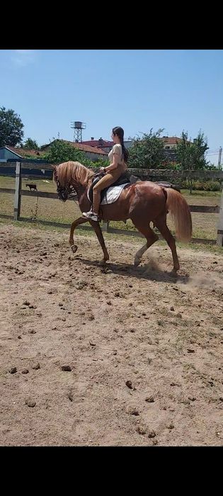 Cavalo PSL Castrado