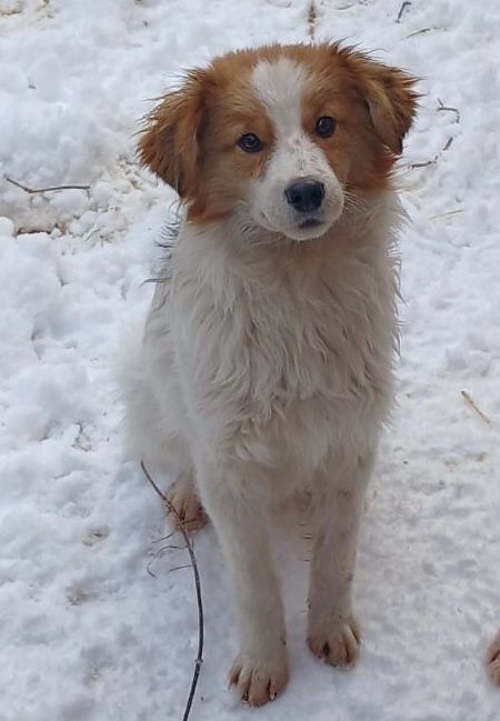 Хлопчик Вінні шукає дім!