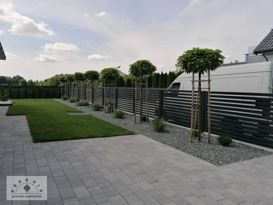 Katalpa Catalpa Surmia 'Nana' 2,2m / 20-24cm duża korona