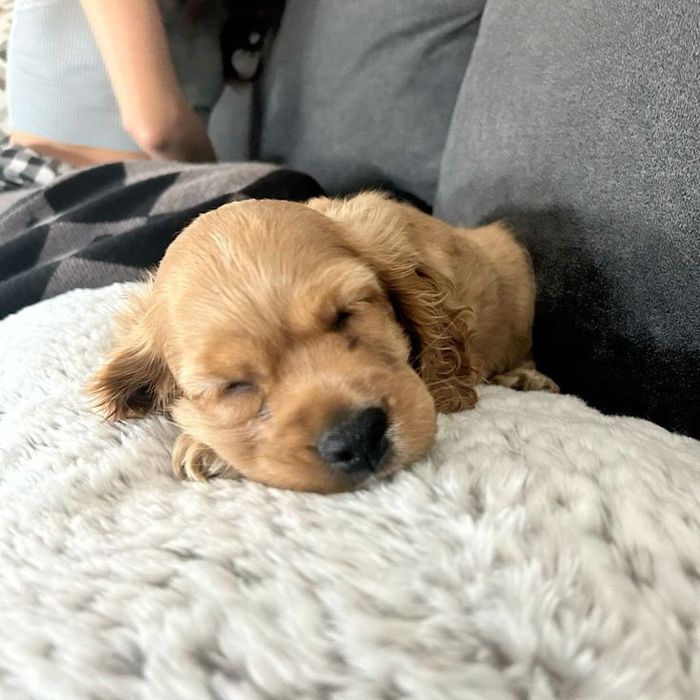 Три маленькі комочки радості шукають новий дім