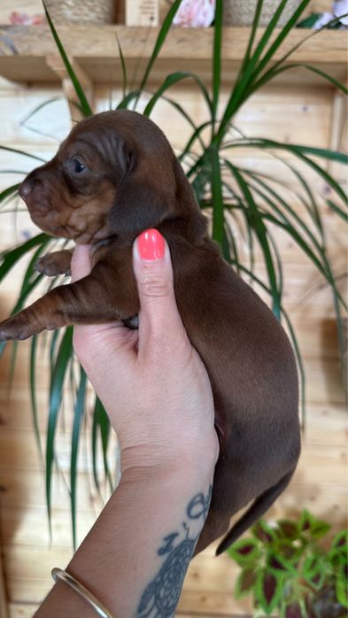 Menina Teckel  Chocolate