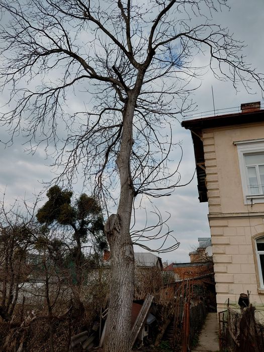 Садові дерева , горіх.