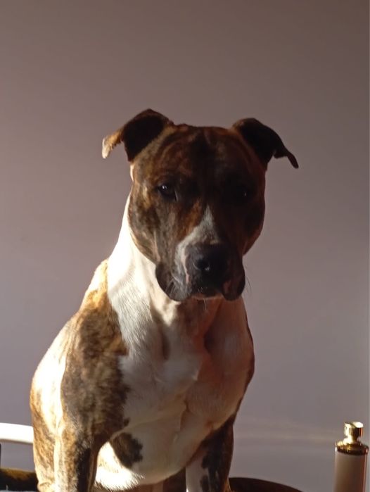 Para adocao 1,7meses