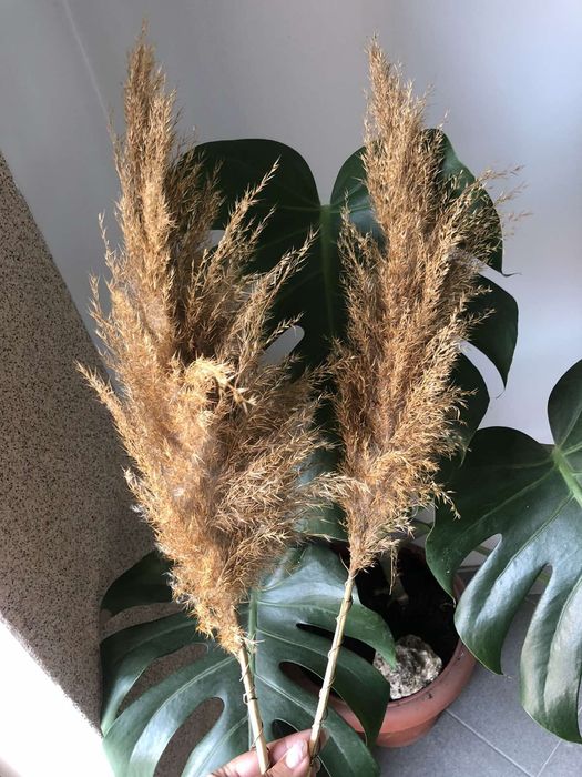 Продам очерет декор