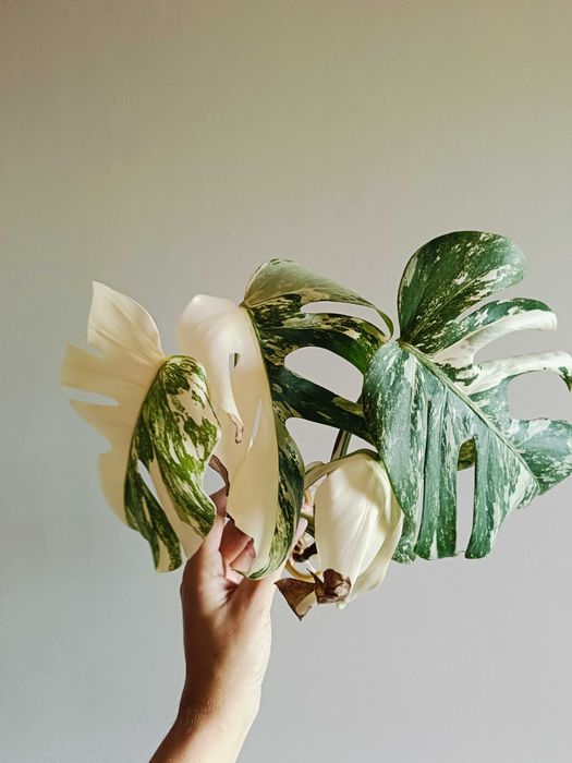 Monstera variegata - sadzonka
