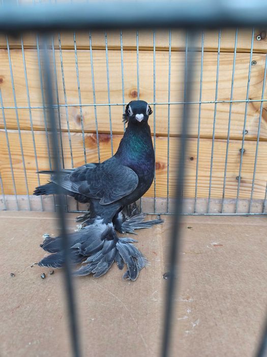 Wywrotki mazurskie wywrotek