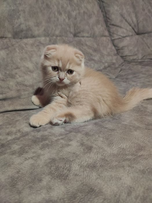 Кошенята, котята шотландські висловухі