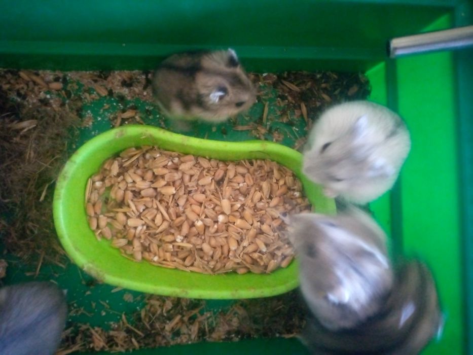 Хомячки Кременчуг