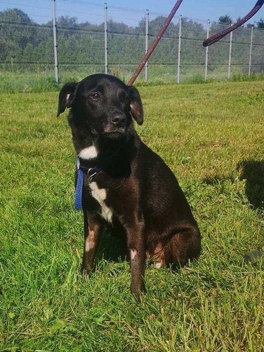 Smutny Piesek Lesio do adopcji!