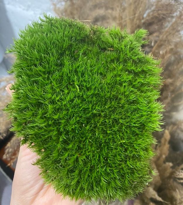 Mech, dekoracyjny mech