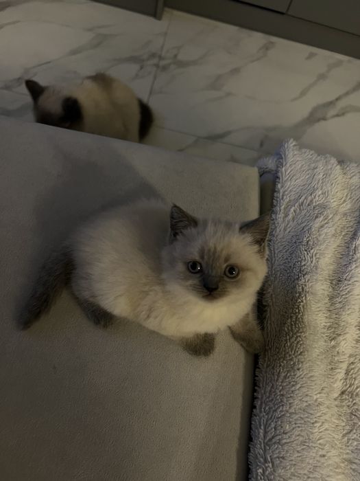 Кошенята британці