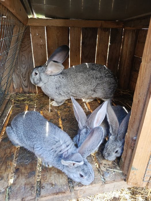 Продам    кролів