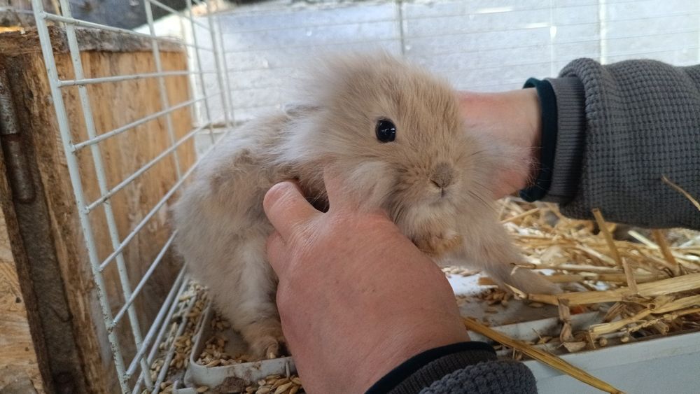 Продам декоратвных крлликов