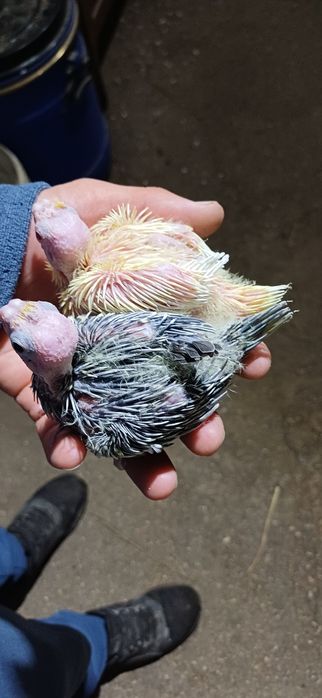 caturas  e  rosicollis  para Criar  a mão