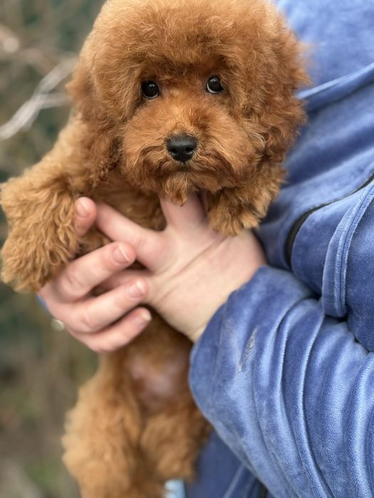 Чудовий Малюк той пудель: