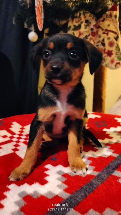 Oddam sunia za darmo