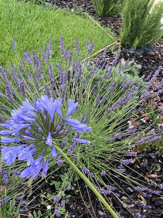 relva natural em tapete