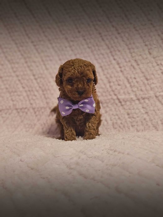 Pudel Toy Red Genetyka.