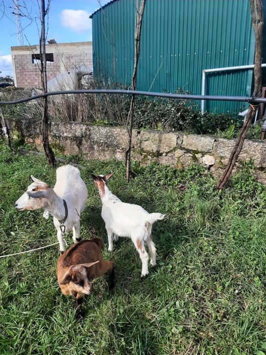 Vendo Cabrito de boa raça