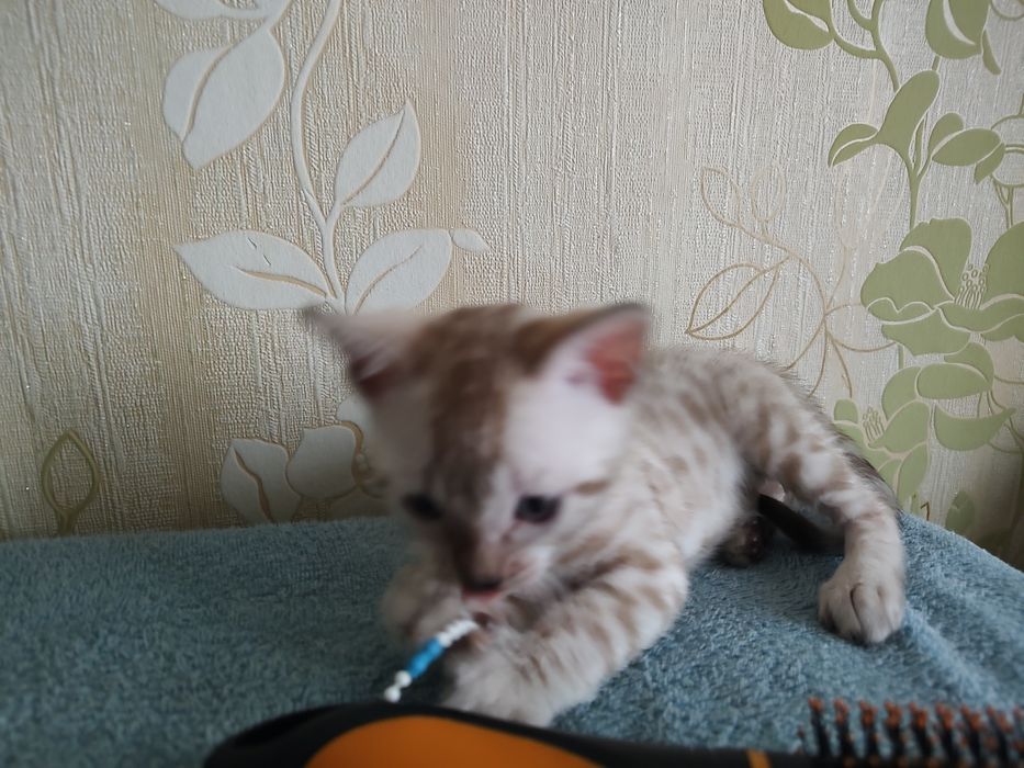 Тварини , кошенята Бенгальської клубної кішки