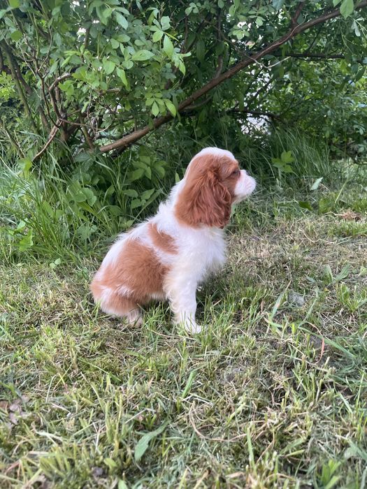 Szczeniak Cavalier King Charles Spaniel