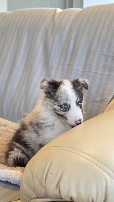 Border Collie Red Merle Fêmea (Olho Azul e Verde)