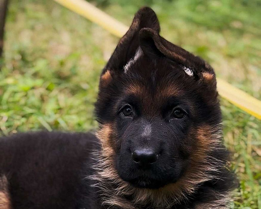 Цуценя німецької вівчарки. Кобель. 3 міс.