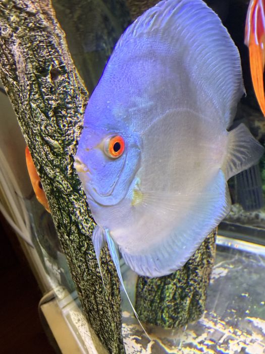 Peixe Discu blue diamond c/olho vermelho
