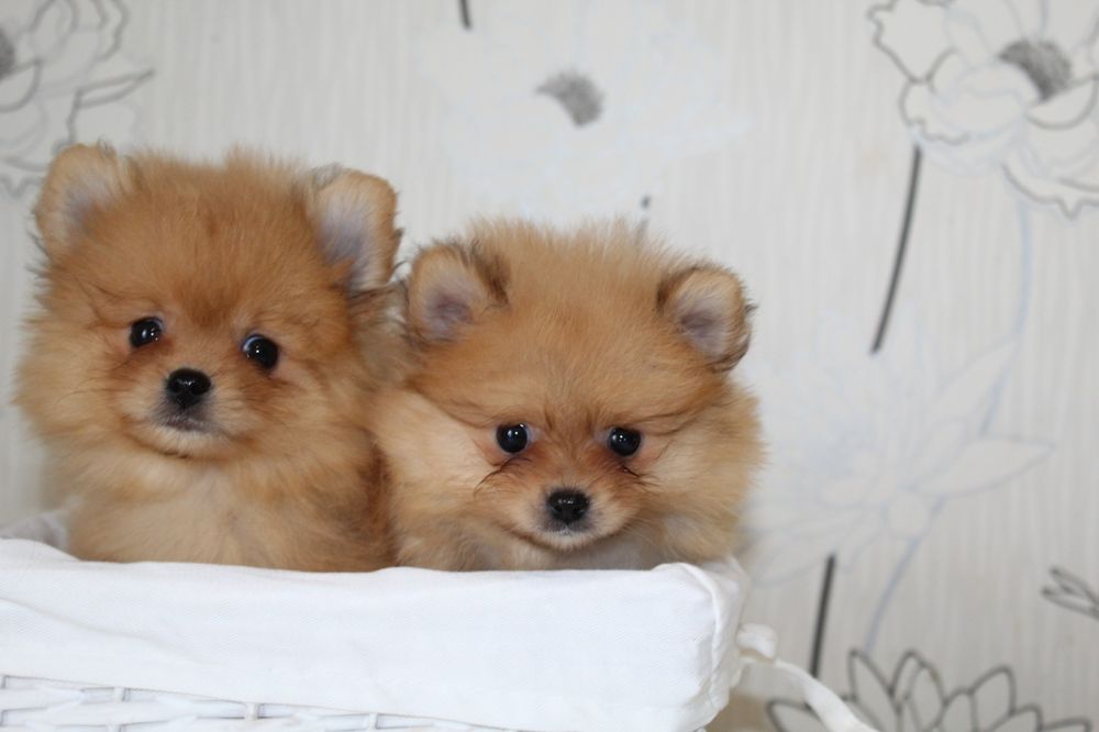 Супер міні шпіцулі