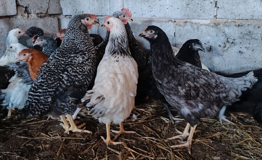 Kury nioski leghorn rosa dominant sussex green shell dark shell