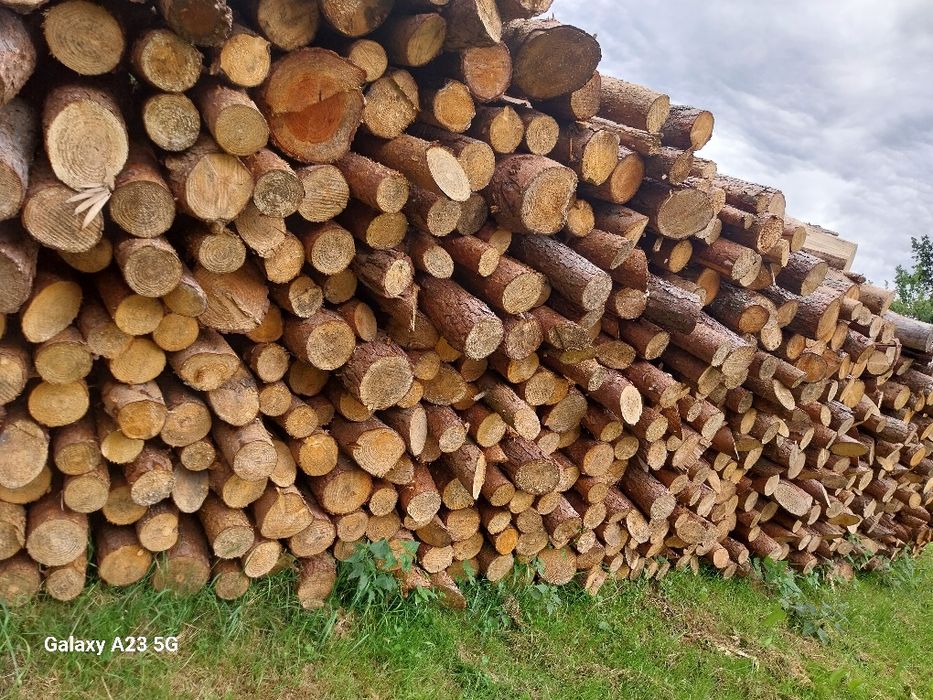 Gałęzówka dąb buk sprzedam