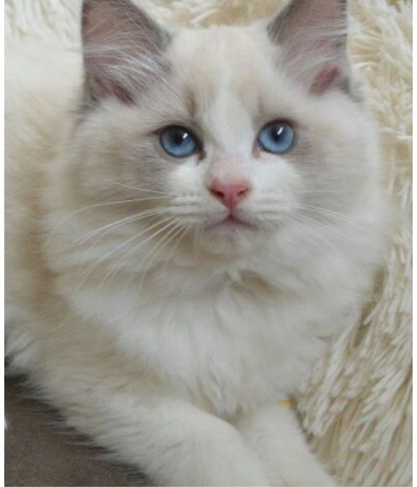 Ragdoll kotka Bi color RODOWÓD