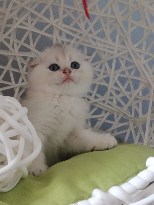 Потішний хлопчик вільний