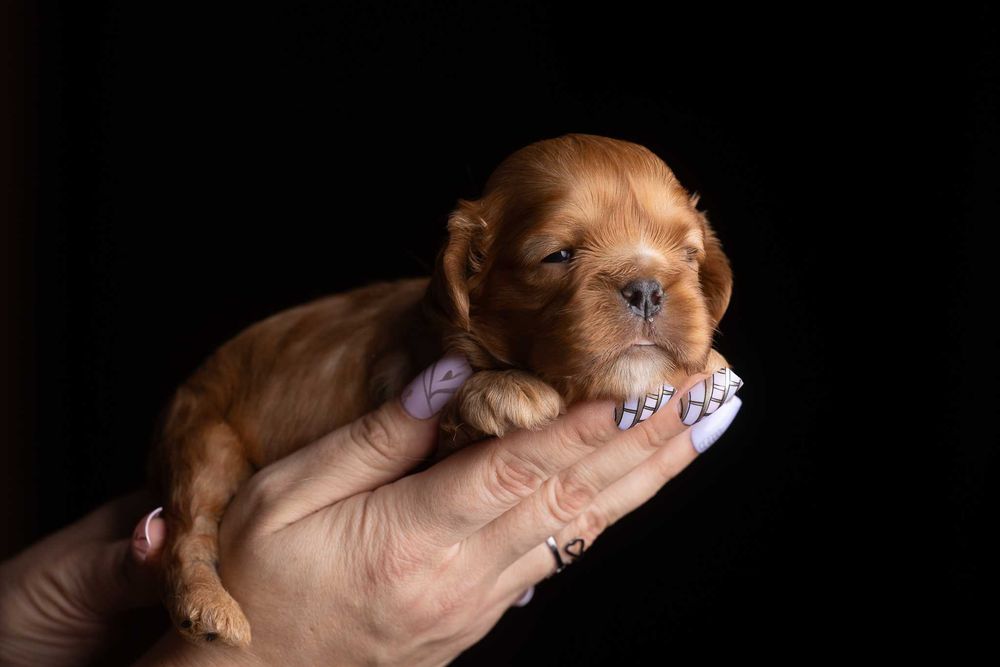 Cavalier King Charles Spaniel* Chłopczyk ruby