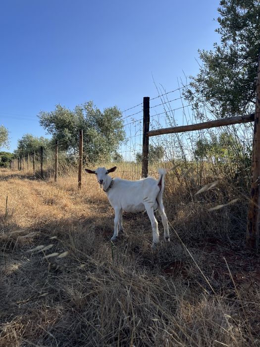 Cabrito saanen macho