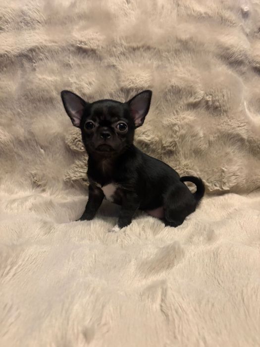 Chihuahua Sunia Czarna