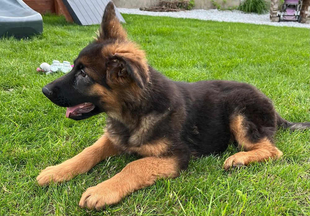 Owczarek Niemiecki Długowłosy