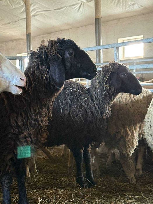 Продаж молодих баранчиків 2025 року