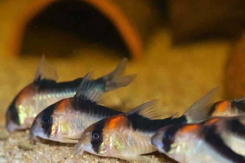 Kirysek Adolfa - Corydoras adolfoi