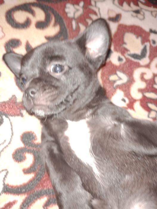 Чихуахуа цуценята