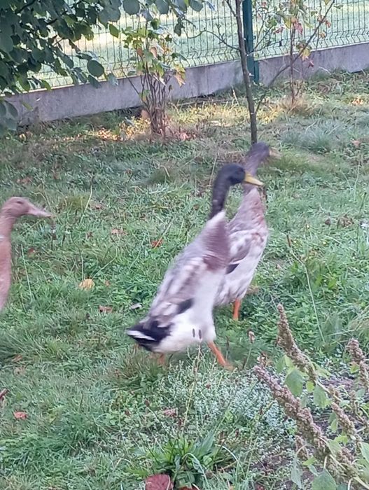 Sprzedam kaczki biegusy para kaczor i kaczka