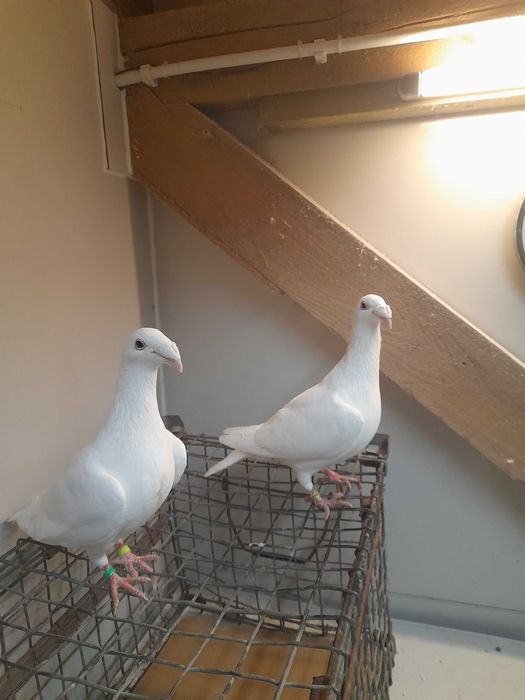 Sprzedam gołębie rzeszowskie