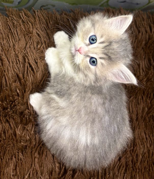Шотланские детки шиншиллы
