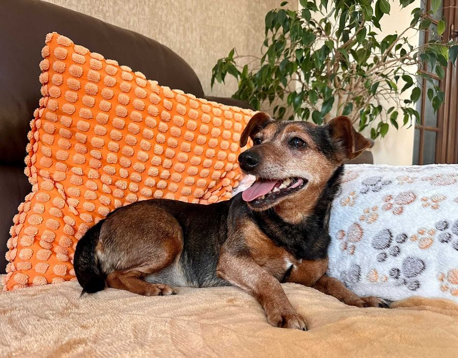 Narnia - wesoła sunia do adopcji!