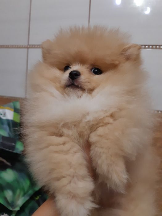 Пухнасті красунчики.