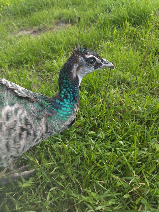 Pavão fêmea disponível