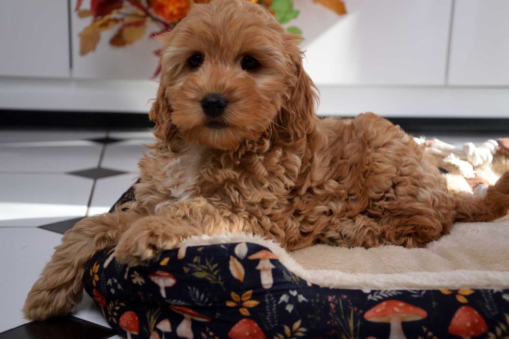 Cockapoo sunia F1 Cocker spaniel & pudel miniatura